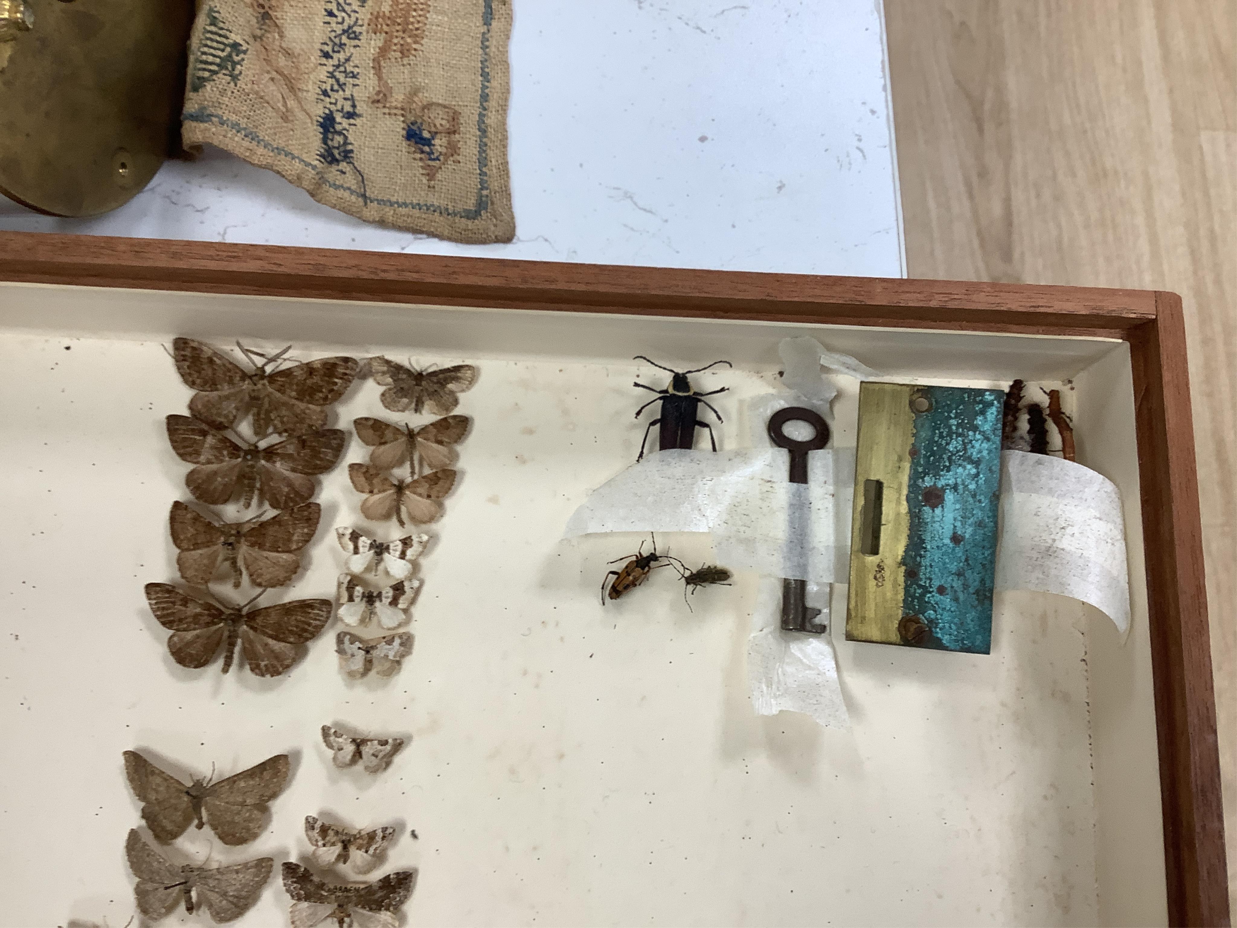 A Victorian mahogany 10-drawer collector’s cabinet with arched glazed door, height 68cm, width 54cm, depth 53cm, containing prepared and pinned moth and butterfly specimens, together with seven 1940s volumes of the Proce